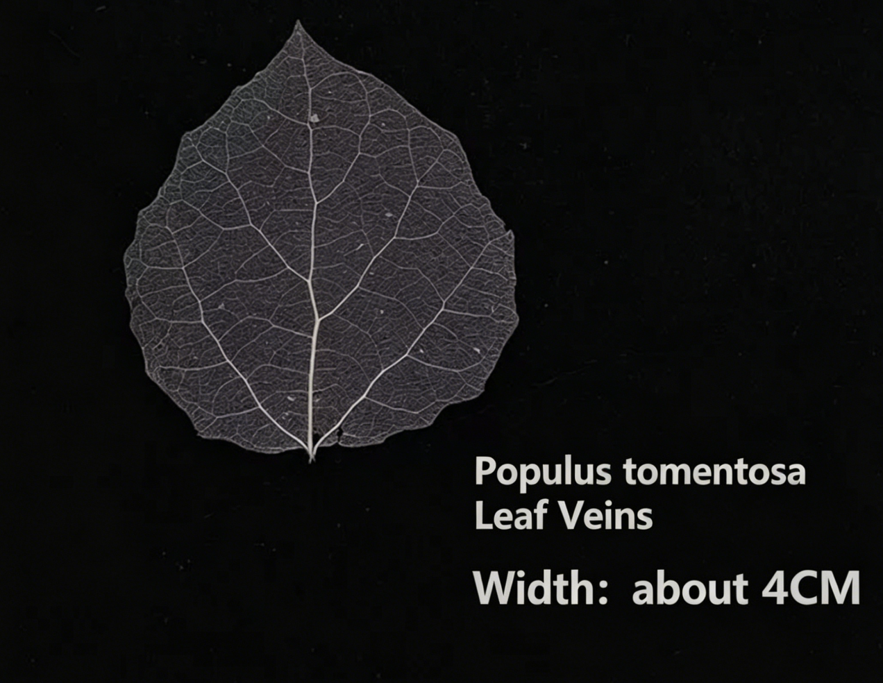 Leaf Skeleton for Kintsugi & Maki-e