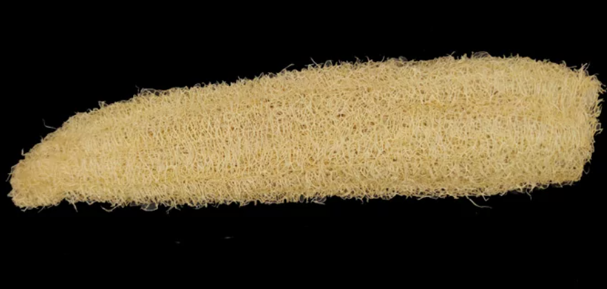 Natural Loofah Sponge for Urushi Lacquer Art — Traditional Textured Tool for Xi-pi (Pineapple) Lacquer, Base Coating, and Marbling Effects