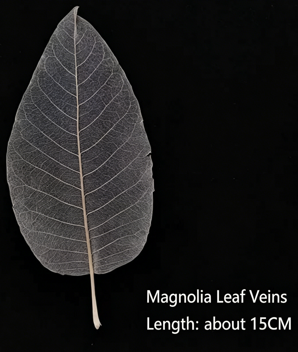 Leaf Skeleton for Kintsugi & Maki-e